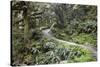 Ferns and Moss in Forest Near Lake Mackenzie, Routeburn Track, Fiordland National Park-Stuart Black-Stretched Canvas