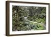 Ferns and Moss in Forest Near Lake Mackenzie, Routeburn Track, Fiordland National Park-Stuart Black-Framed Photographic Print