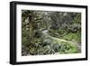 Ferns and Moss in Forest Near Lake Mackenzie, Routeburn Track, Fiordland National Park-Stuart Black-Framed Photographic Print