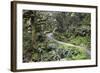 Ferns and Moss in Forest Near Lake Mackenzie, Routeburn Track, Fiordland National Park-Stuart Black-Framed Photographic Print