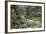 Ferns and Moss in Forest Near Lake Mackenzie, Routeburn Track, Fiordland National Park-Stuart Black-Framed Photographic Print