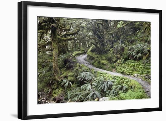 Ferns and Moss in Forest Near Lake Mackenzie, Routeburn Track, Fiordland National Park-Stuart Black-Framed Photographic Print