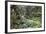 Ferns and Moss in Forest Near Lake Mackenzie, Routeburn Track, Fiordland National Park-Stuart Black-Framed Photographic Print