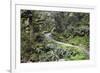 Ferns and Moss in Forest Near Lake Mackenzie, Routeburn Track, Fiordland National Park-Stuart Black-Framed Photographic Print