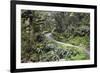 Ferns and Moss in Forest Near Lake Mackenzie, Routeburn Track, Fiordland National Park-Stuart Black-Framed Photographic Print