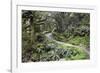 Ferns and Moss in Forest Near Lake Mackenzie, Routeburn Track, Fiordland National Park-Stuart Black-Framed Photographic Print