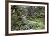 Ferns and Moss in Forest Near Lake Mackenzie, Routeburn Track, Fiordland National Park-Stuart Black-Framed Photographic Print