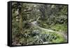 Ferns and Moss in Forest Near Lake Mackenzie, Routeburn Track, Fiordland National Park-Stuart Black-Framed Stretched Canvas