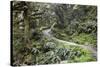 Ferns and Moss in Forest Near Lake Mackenzie, Routeburn Track, Fiordland National Park-Stuart Black-Stretched Canvas