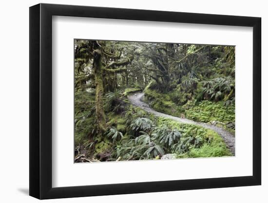 Ferns and Moss in Forest Near Lake Mackenzie, Routeburn Track, Fiordland National Park-Stuart Black-Framed Photographic Print