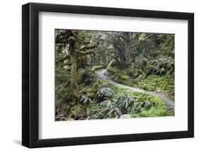 Ferns and Moss in Forest Near Lake Mackenzie, Routeburn Track, Fiordland National Park-Stuart Black-Framed Photographic Print