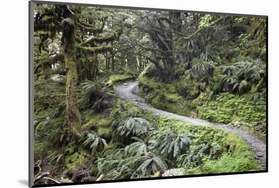 Ferns and Moss in Forest Near Lake Mackenzie, Routeburn Track, Fiordland National Park-Stuart Black-Mounted Photographic Print