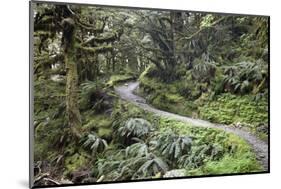 Ferns and Moss in Forest Near Lake Mackenzie, Routeburn Track, Fiordland National Park-Stuart Black-Mounted Photographic Print