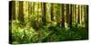 Ferns and Redwood Trees in a Forest, Redwood National Park, California, USA-null-Stretched Canvas