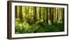 Ferns and Redwood Trees in a Forest, Redwood National Park, California, USA-null-Framed Photographic Print