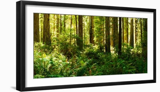 Ferns and Redwood Trees in a Forest, Redwood National Park, California, USA-null-Framed Photographic Print