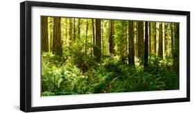 Ferns and Redwood Trees in a Forest, Redwood National Park, California, USA-null-Framed Photographic Print