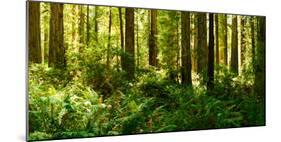 Ferns and Redwood Trees in a Forest, Redwood National Park, California, USA-null-Mounted Photographic Print