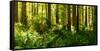 Ferns and Redwood Trees in a Forest, Redwood National Park, California, USA-null-Framed Stretched Canvas