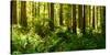 Ferns and Redwood Trees in a Forest, Redwood National Park, California, USA-null-Stretched Canvas