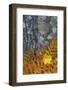 Ferns and Tree Trunks in the Wild Gardens of Acadia, Acadia NP, Maine-Jerry & Marcy Monkman-Framed Photographic Print