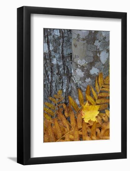 Ferns and Tree Trunks in the Wild Gardens of Acadia, Acadia NP, Maine-Jerry & Marcy Monkman-Framed Photographic Print