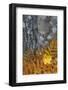 Ferns and Tree Trunks in the Wild Gardens of Acadia, Acadia NP, Maine-Jerry & Marcy Monkman-Framed Photographic Print