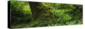 Ferns and Vines, Hoh Rainforest, Olympic National Forest, Washington State, USA-null-Stretched Canvas