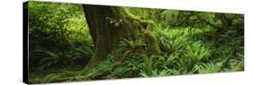 Ferns and Vines, Hoh Rainforest, Olympic National Forest, Washington State, USA-null-Stretched Canvas