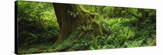 Ferns and Vines, Hoh Rainforest, Olympic National Forest, Washington State, USA-null-Stretched Canvas