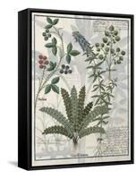 Ferns, Brambles and Flowers, Illustration from the Book of Simple Medicines by Platearius-Robinet Testard-Framed Stretched Canvas