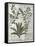 Ferns, Brambles and Flowers, Illustration from the Book of Simple Medicines by Platearius-Robinet Testard-Framed Stretched Canvas