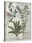 Ferns, Brambles and Flowers, Illustration from the Book of Simple Medicines by Platearius-Robinet Testard-Stretched Canvas