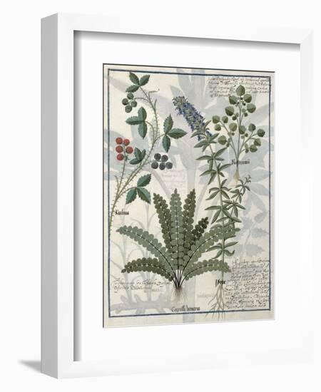 Ferns, Brambles and Flowers, Illustration from the Book of Simple Medicines by Platearius-Robinet Testard-Framed Giclee Print