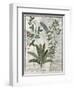 Ferns, Brambles and Flowers, Illustration from the Book of Simple Medicines by Platearius-Robinet Testard-Framed Giclee Print