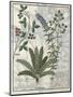 Ferns, Brambles and Flowers, Illustration from the Book of Simple Medicines by Platearius-Robinet Testard-Mounted Giclee Print