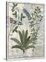 Ferns, Brambles and Flowers, Illustration from the Book of Simple Medicines by Platearius-Robinet Testard-Stretched Canvas