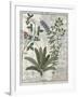 Ferns, Brambles and Flowers, Illustration from the Book of Simple Medicines by Platearius-Robinet Testard-Framed Giclee Print