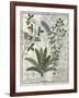 Ferns, Brambles and Flowers, Illustration from the Book of Simple Medicines by Platearius-Robinet Testard-Framed Giclee Print