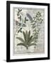 Ferns, Brambles and Flowers, Illustration from the Book of Simple Medicines by Platearius-Robinet Testard-Framed Giclee Print