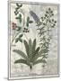 Ferns, Brambles and Flowers, Illustration from the Book of Simple Medicines by Platearius-Robinet Testard-Mounted Giclee Print