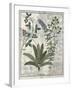 Ferns, Brambles and Flowers, Illustration from the Book of Simple Medicines by Platearius-Robinet Testard-Framed Giclee Print