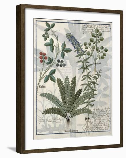 Ferns, Brambles and Flowers, Illustration from the Book of Simple Medicines by Platearius-Robinet Testard-Framed Giclee Print