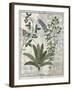 Ferns, Brambles and Flowers, Illustration from the Book of Simple Medicines by Platearius-Robinet Testard-Framed Giclee Print