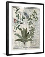 Ferns, Brambles and Flowers, Illustration from the Book of Simple Medicines by Platearius-Robinet Testard-Framed Giclee Print