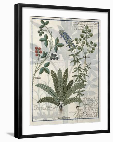 Ferns, Brambles and Flowers, Illustration from the Book of Simple Medicines by Platearius-Robinet Testard-Framed Giclee Print