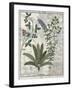 Ferns, Brambles and Flowers, Illustration from the Book of Simple Medicines by Platearius-Robinet Testard-Framed Giclee Print