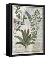 Ferns, Brambles and Flowers, Illustration from the Book of Simple Medicines by Platearius-Robinet Testard-Framed Stretched Canvas