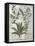 Ferns, Brambles and Flowers, Illustration from the Book of Simple Medicines by Platearius-Robinet Testard-Framed Stretched Canvas