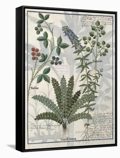Ferns, Brambles and Flowers, Illustration from the Book of Simple Medicines by Platearius-Robinet Testard-Framed Stretched Canvas